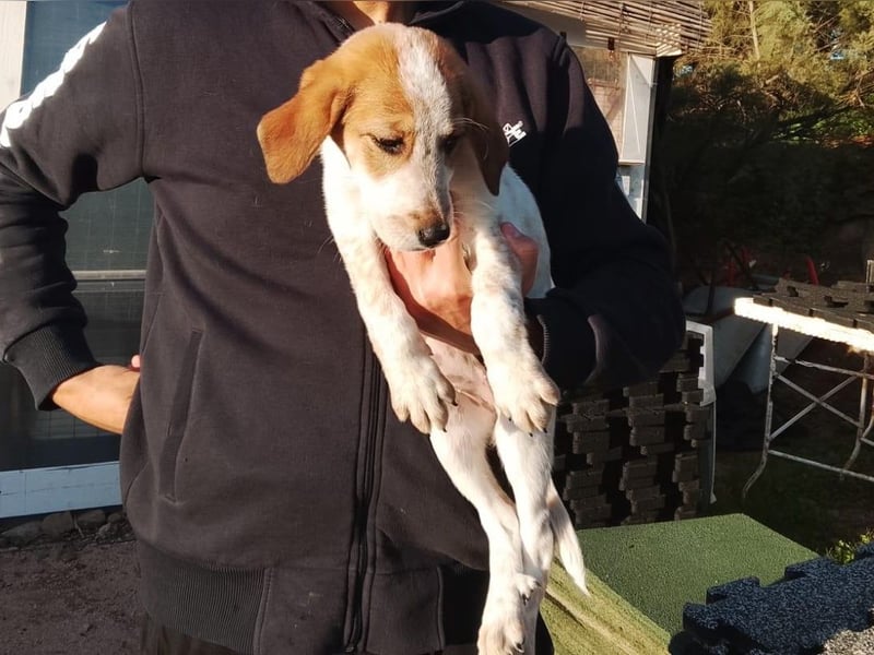 Tea - ein wahrer Sonnenschein