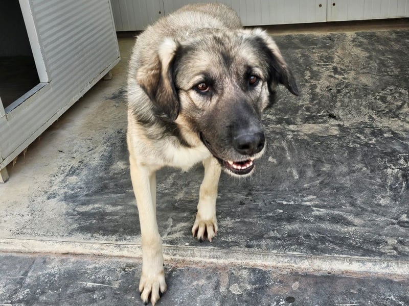 Monroe - souveräner Herzenshund