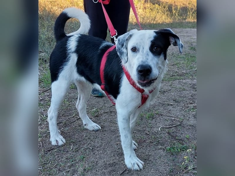 Cozza - Jungspund sucht aktive Menschen