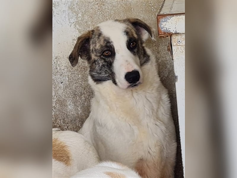 Ginger - Hundemama sucht Zuhause