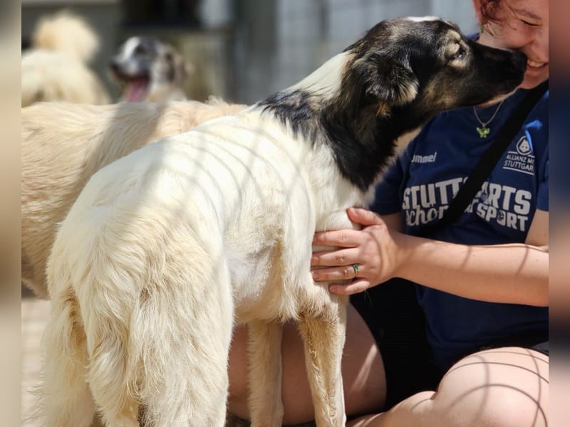 Galatea - unverwechselbar gezeichnet