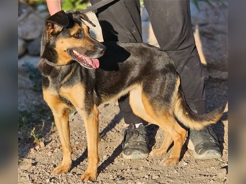 Lila - Powerhündin sucht sportliche Menschen
