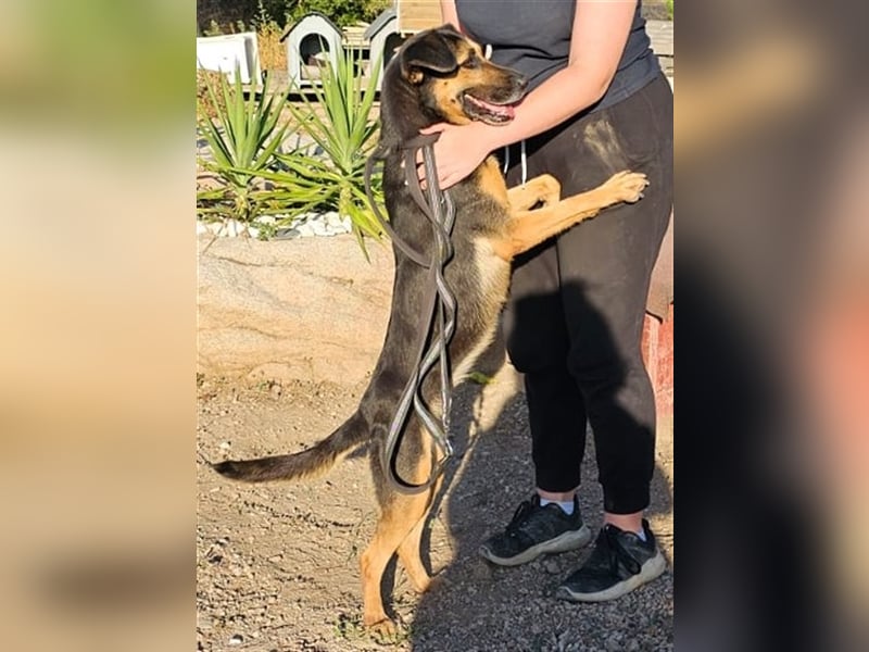 Lila - Powerhündin sucht sportliche Menschen