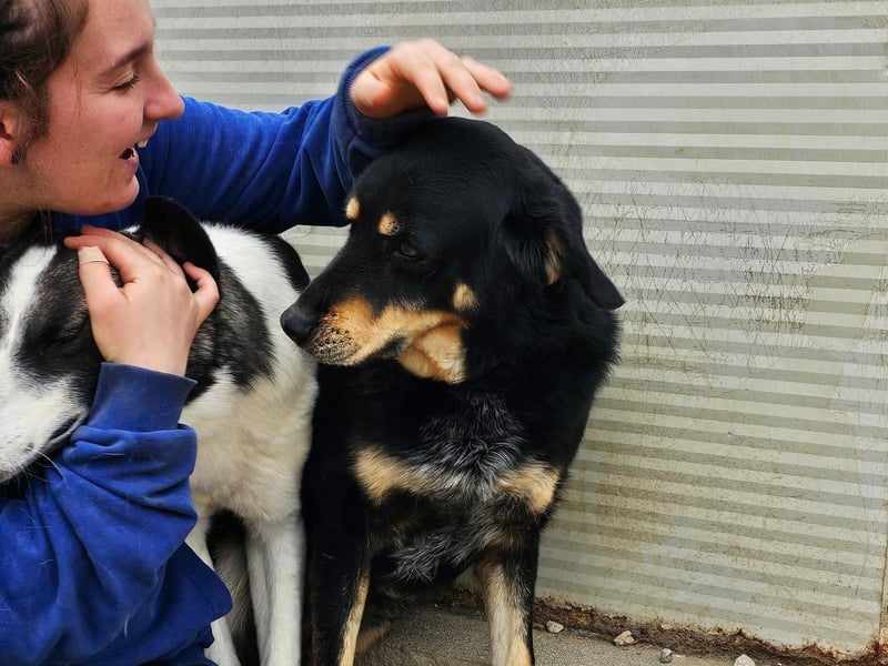 Mako - Vom Kuschelhund zurück ins Schneckenhaus