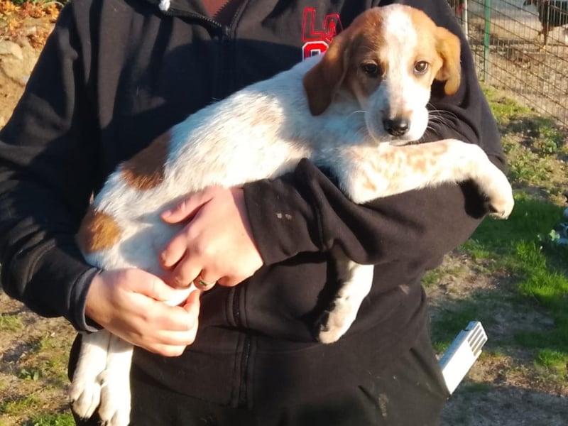 Tea - ein wahrer Sonnenschein