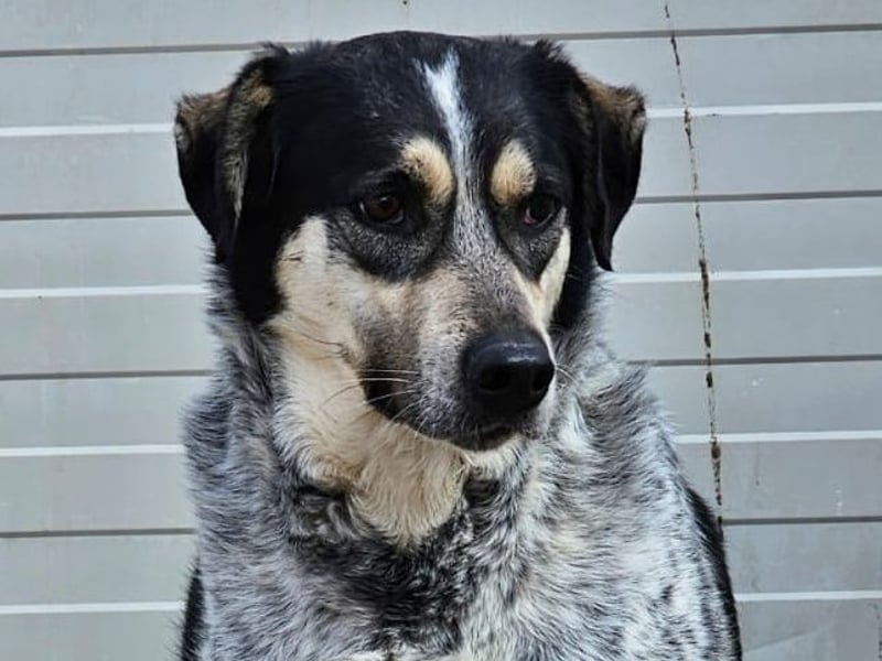 Mig - Wunder gesucht