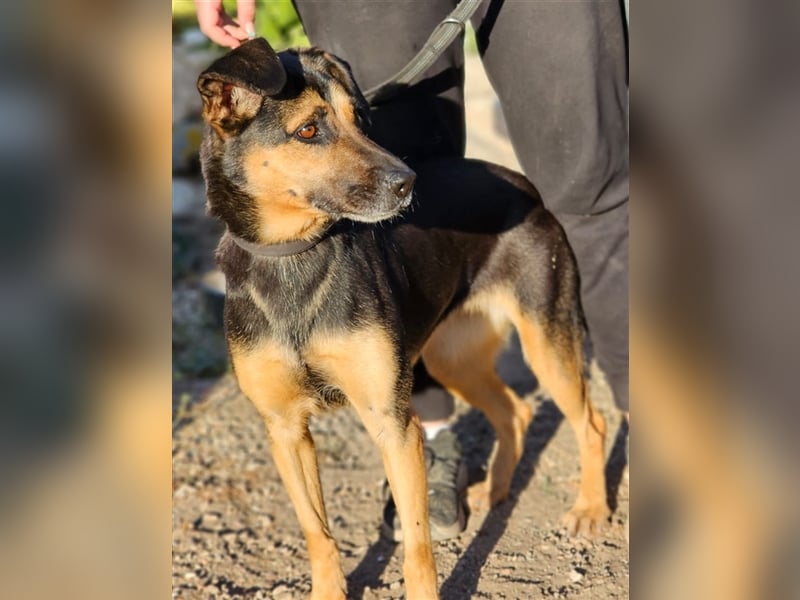 Lila - Powerhündin sucht sportliche Menschen