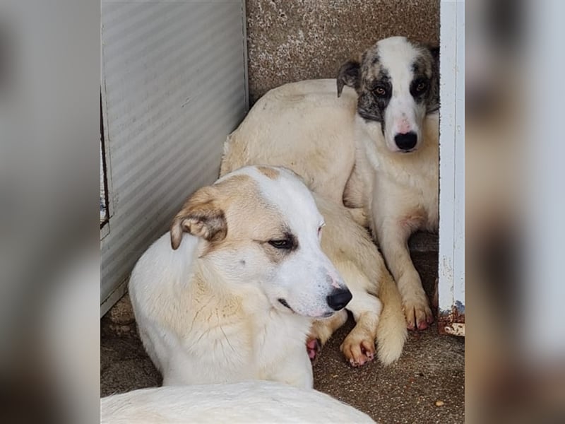 Ginger - Hundemama sucht Zuhause