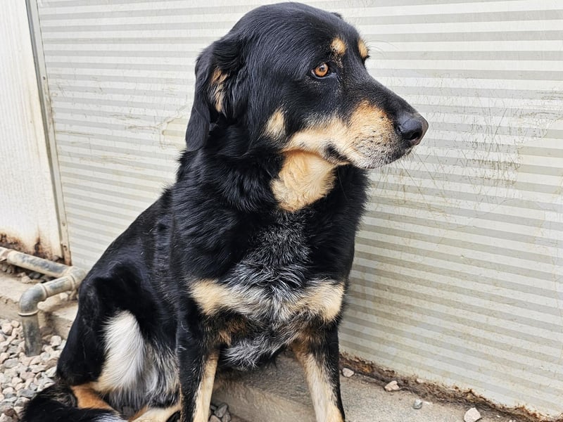 Mako - Vom Kuschelhund zurück ins Schneckenhaus