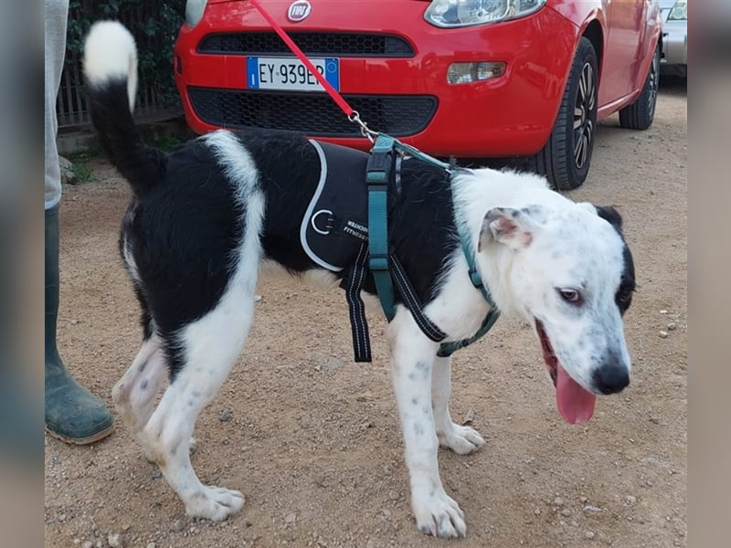 Cozza - Jungspund sucht aktive Menschen