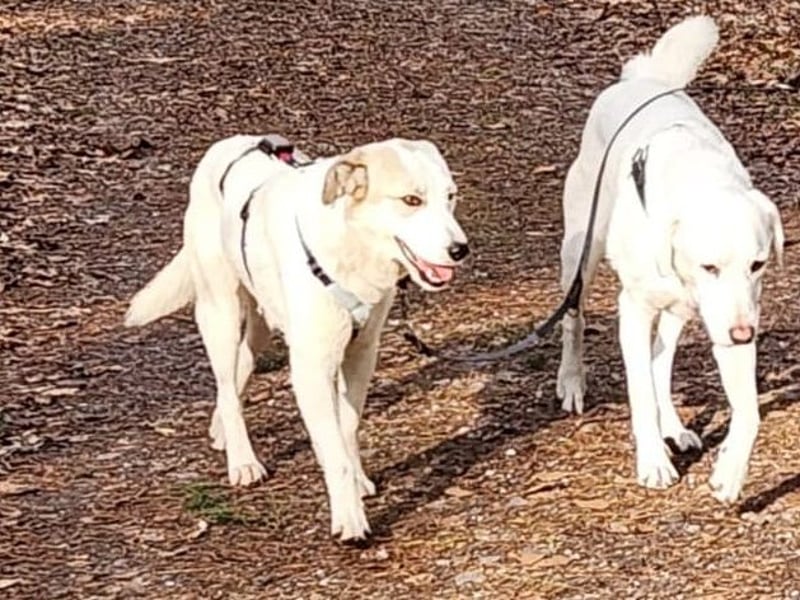 Fred - ein sanfter Schatz auf vier Pfoten