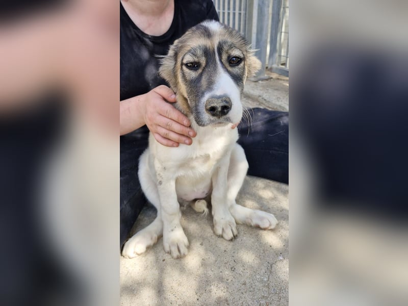 Galatea - unverwechselbar gezeichnet