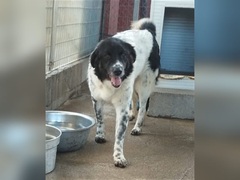 Boris - einfach klasse!