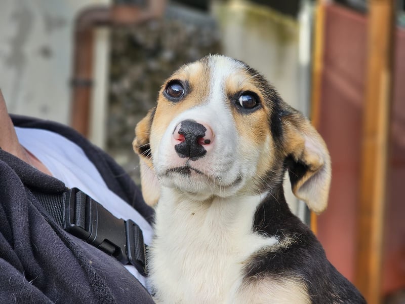 Rocco - komm, wir gehen durch dick und dünn