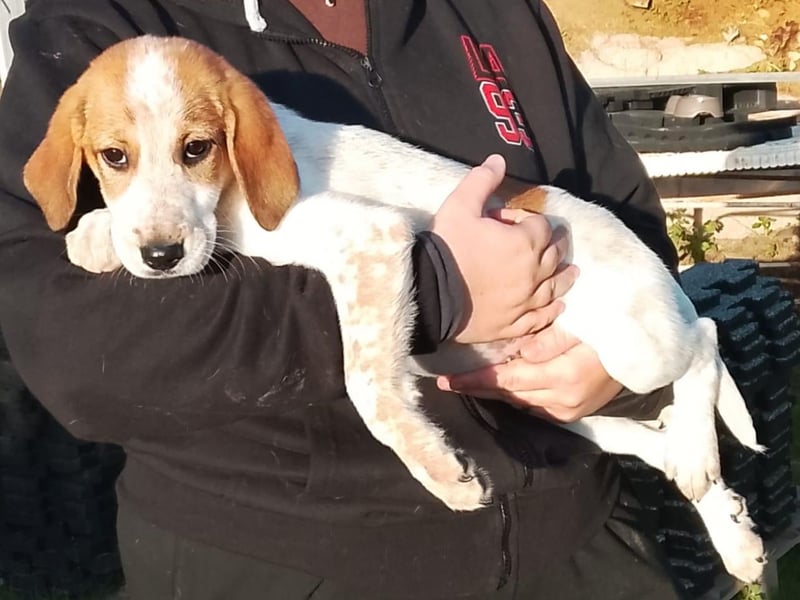 Tea - ein wahrer Sonnenschein