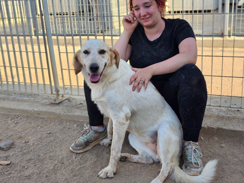 Paulette - das Tierheim fordert seinen Tribut