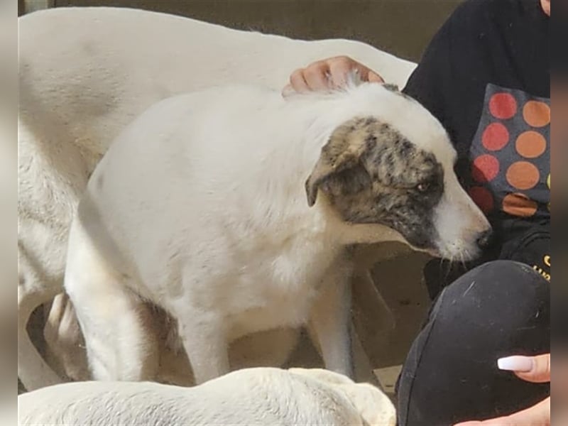 Ginger - Hundemama sucht Zuhause