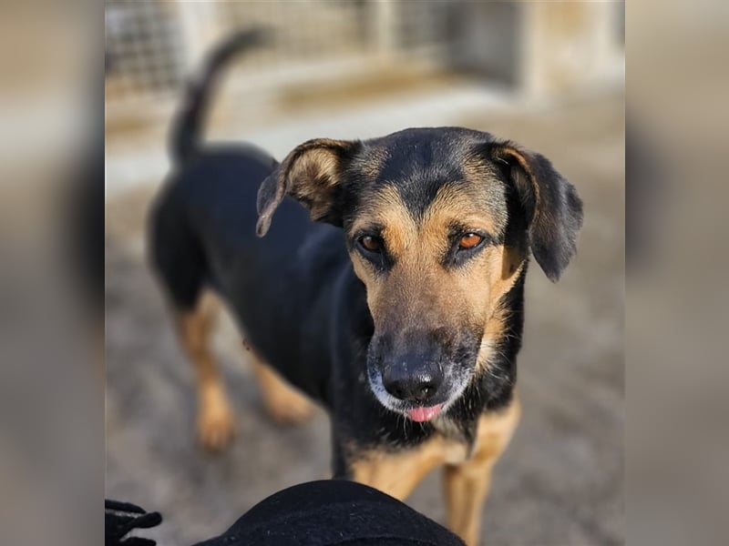 Lila - Powerhündin sucht sportliche Menschen