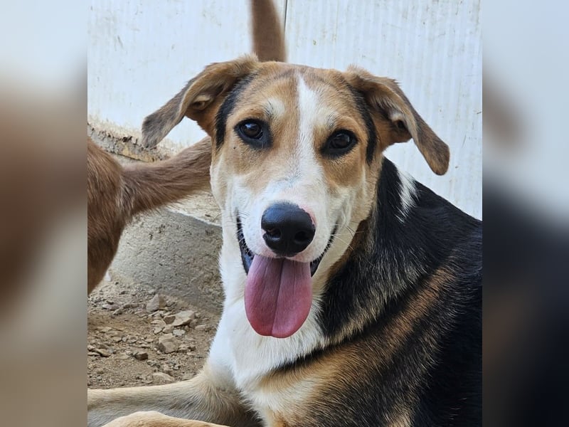 Rocco - komm, wir gehen durch dick und dünn