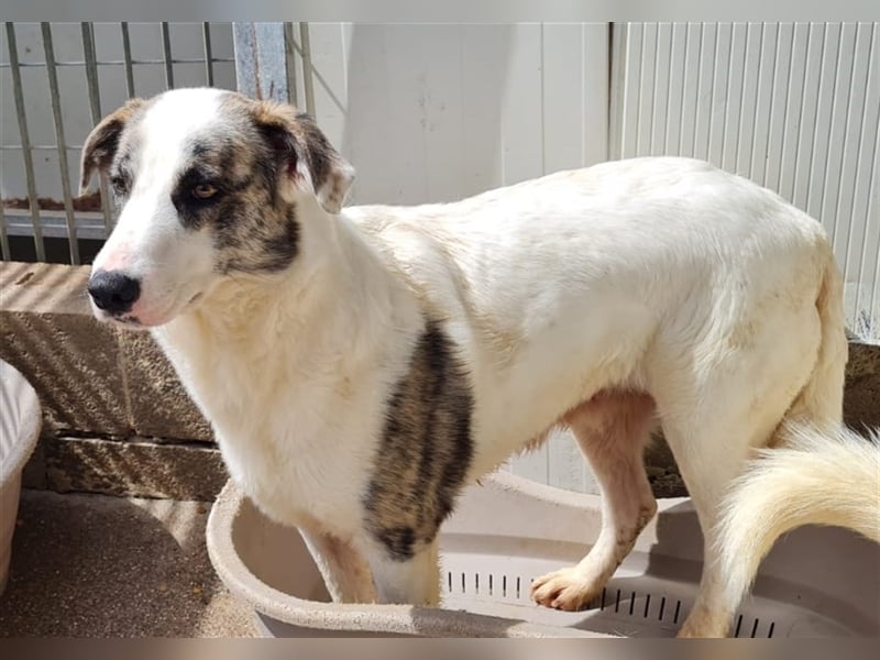 Ginger - Hundemama sucht Zuhause