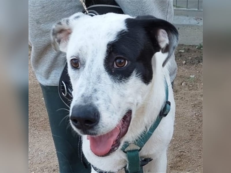 Cozza - Jungspund sucht aktive Menschen