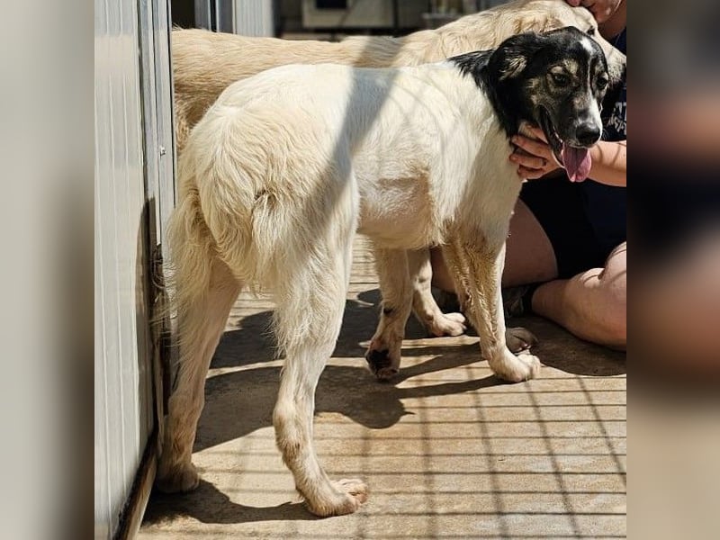 Galatea - unverwechselbar gezeichnet