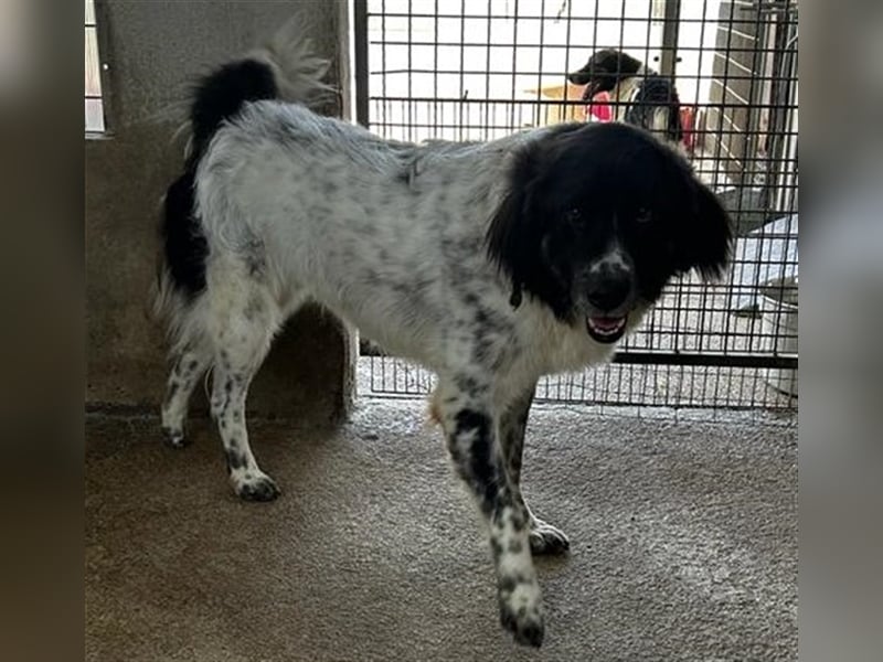 Boris - einfach klasse!