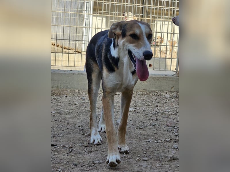 Rocco - komm, wir gehen durch dick und dünn