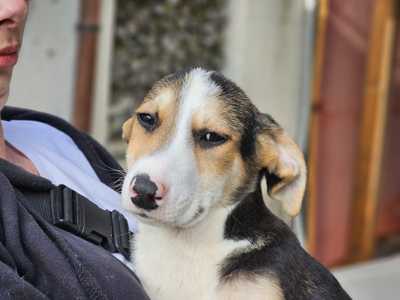 Rocco - komm, wir gehen durch dick und dünn