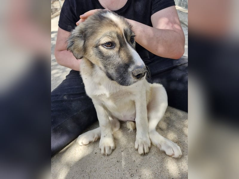 Galatea - unverwechselbar gezeichnet