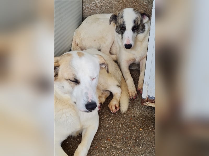 Ginger - Hundemama sucht Zuhause