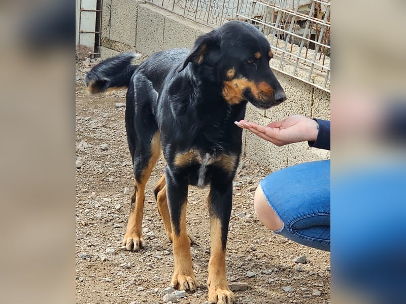 Mako - Vom Kuschelhund zurück ins Schneckenhaus
