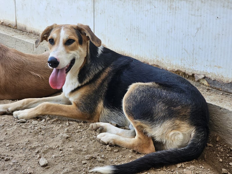 Rocco - komm, wir gehen durch dick und dünn