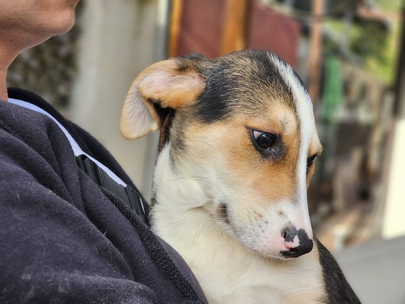 Rocco - komm, wir gehen durch dick und dünn