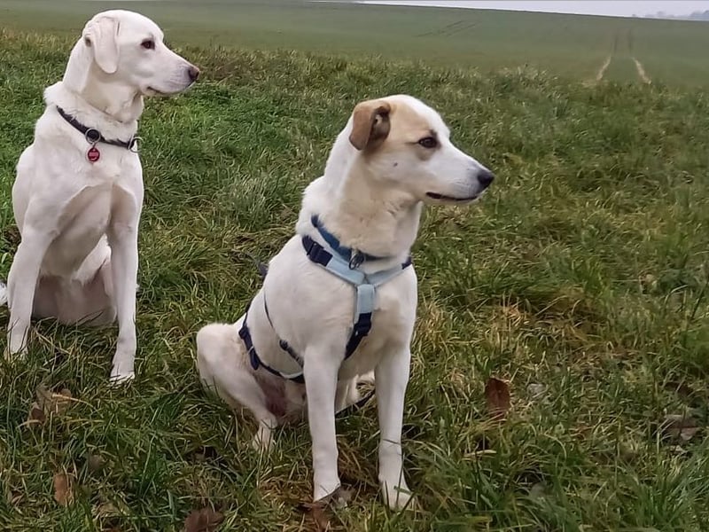 Fred - ein sanfter Schatz auf vier Pfoten