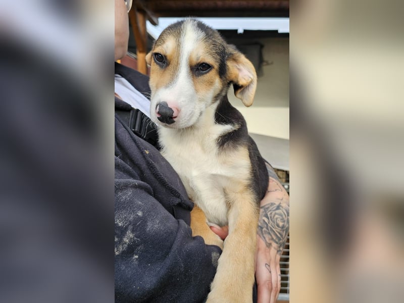 Rocco - komm, wir gehen durch dick und dünn