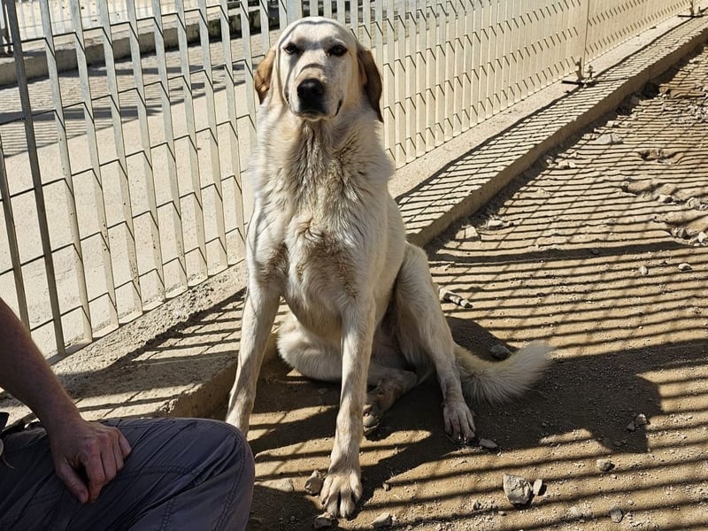 Paulette - das Tierheim fordert seinen Tribut