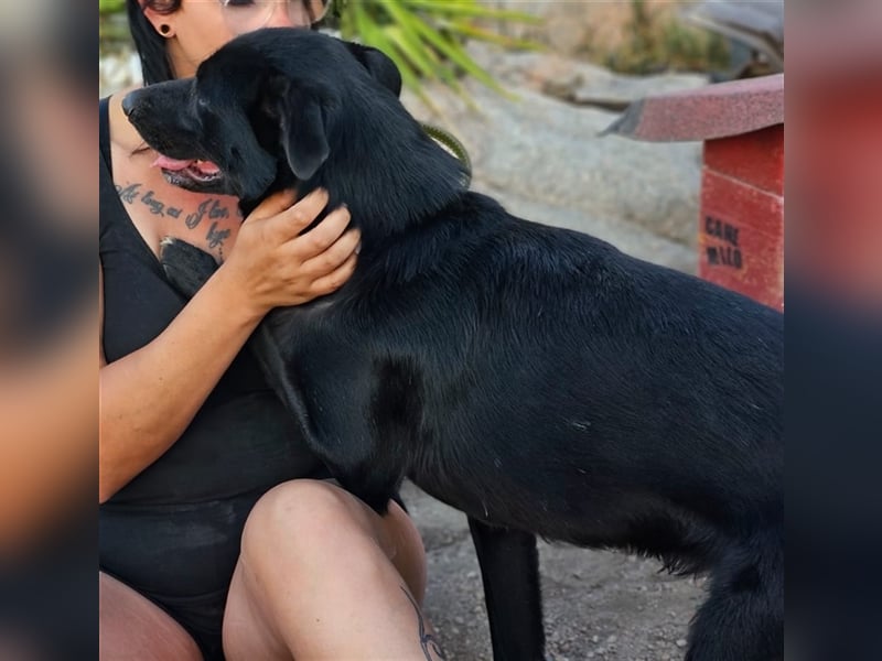 Fortunato - schwarze Schönheit sucht seine Menschen