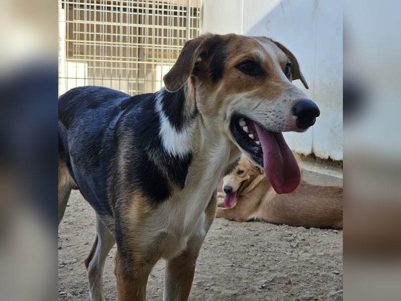 Rocco - komm, wir gehen durch dick und dünn