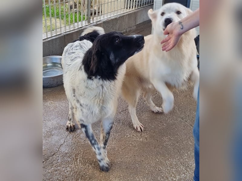 Boris - einfach klasse!