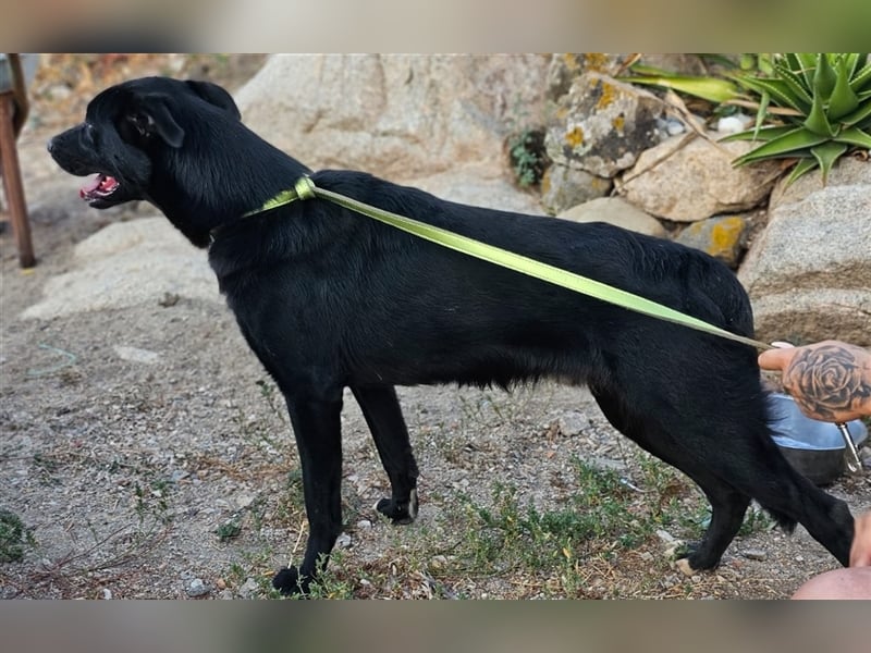 Fortunato - schwarze Schönheit sucht seine Menschen