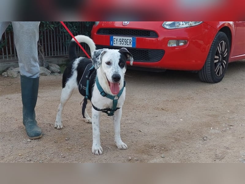 Cozza - Jungspund sucht aktive Menschen