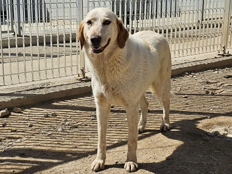 Paulette - das Tierheim fordert seinen Tribut