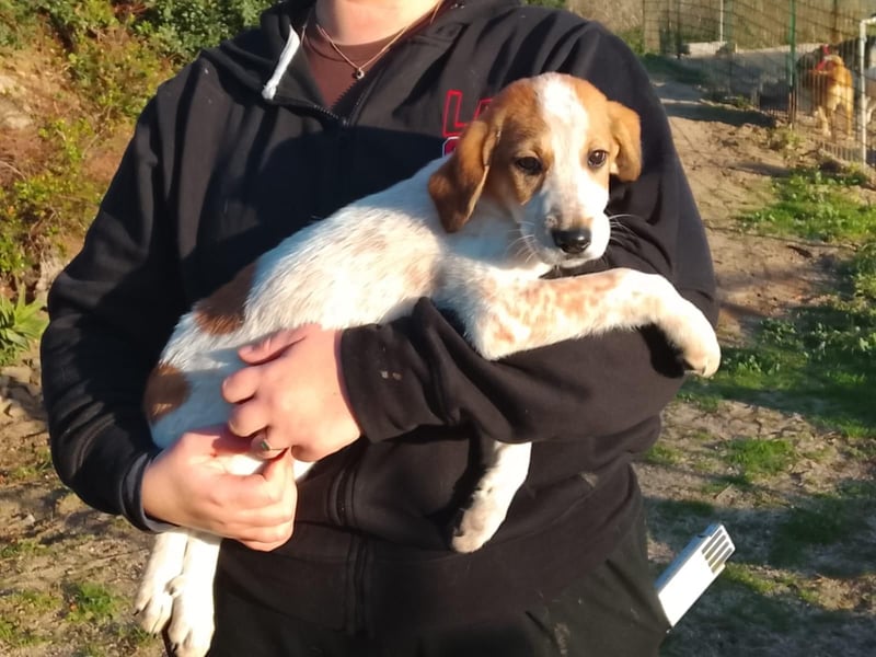 Tea - ein wahrer Sonnenschein