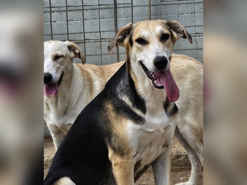 Roxy - mein Köfferchen ist schon gepackt