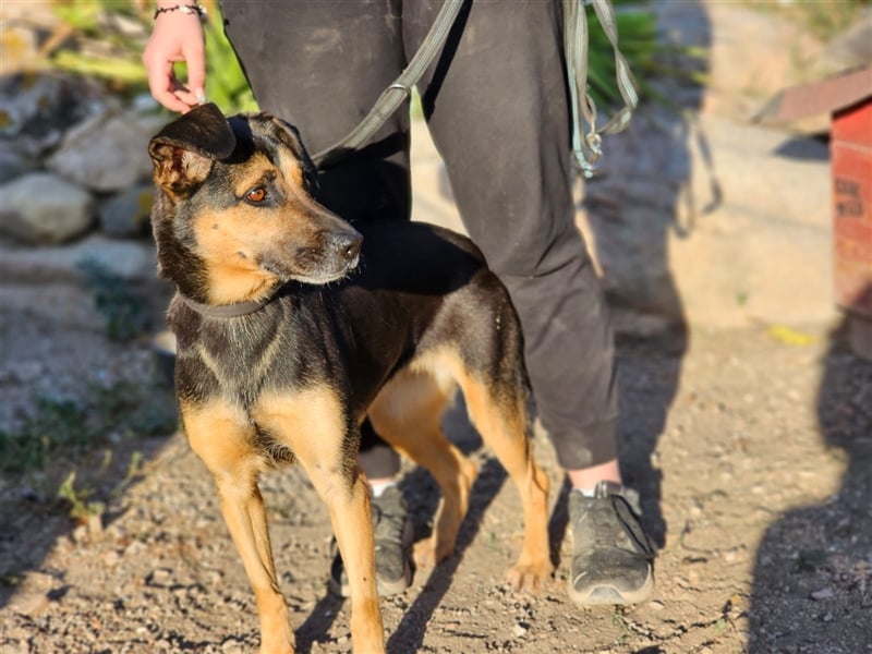 Lila - Powerhündin sucht sportliche Menschen