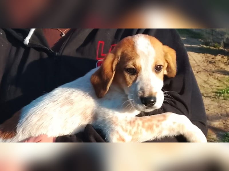 Tea - ein wahrer Sonnenschein