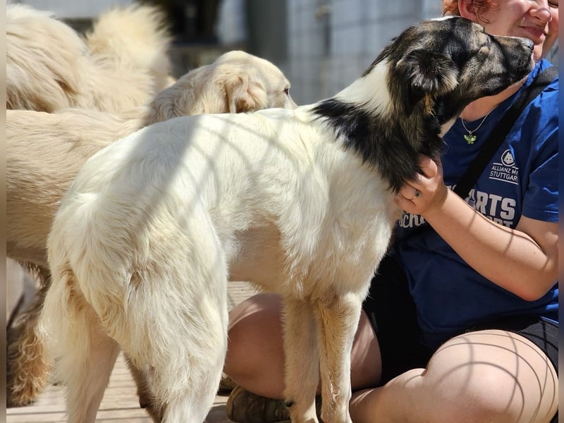 Galatea - unverwechselbar gezeichnet