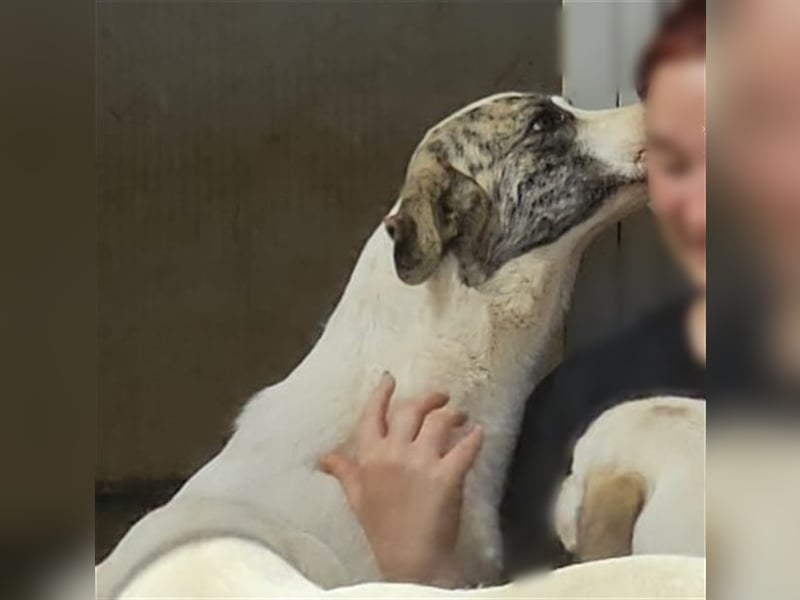 Ginger - Hundemama sucht Zuhause