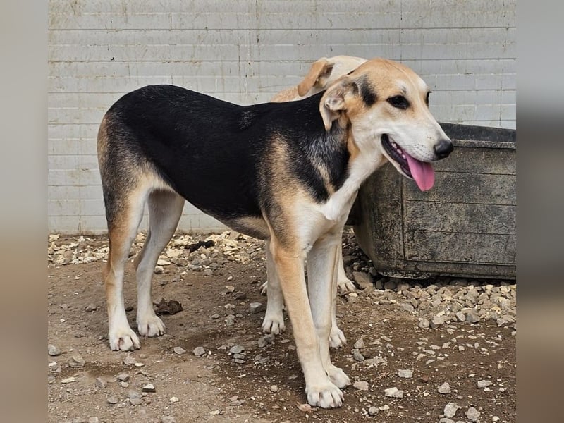 Roxy - mein Köfferchen ist schon gepackt